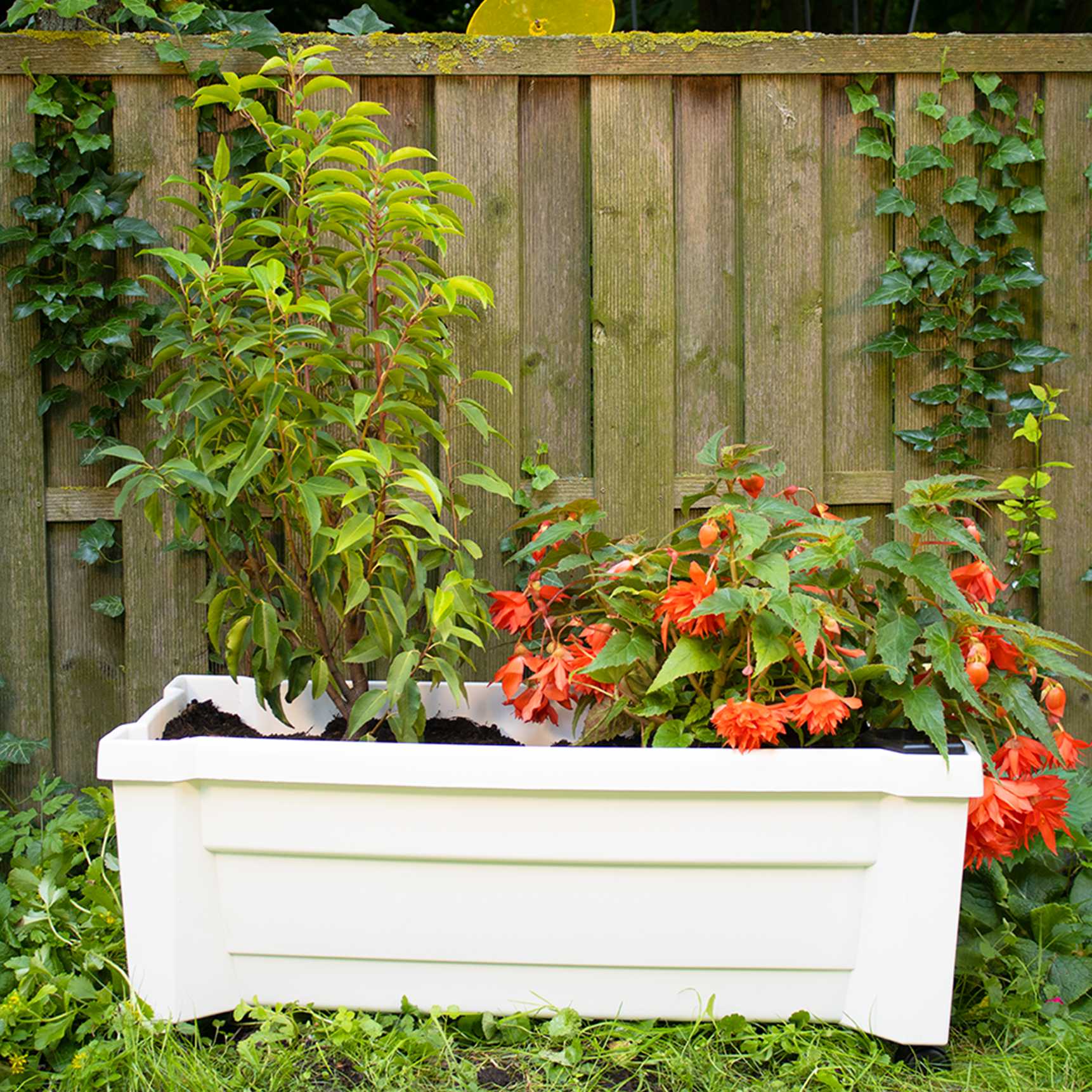 Planter box "Calypso with watering system and wheels