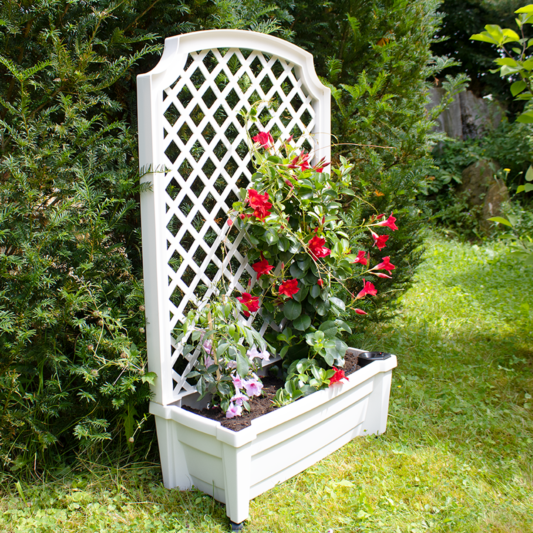 Pflanzkasten "Calypso" mit Bewässerungssystem, Spalier und Rollen