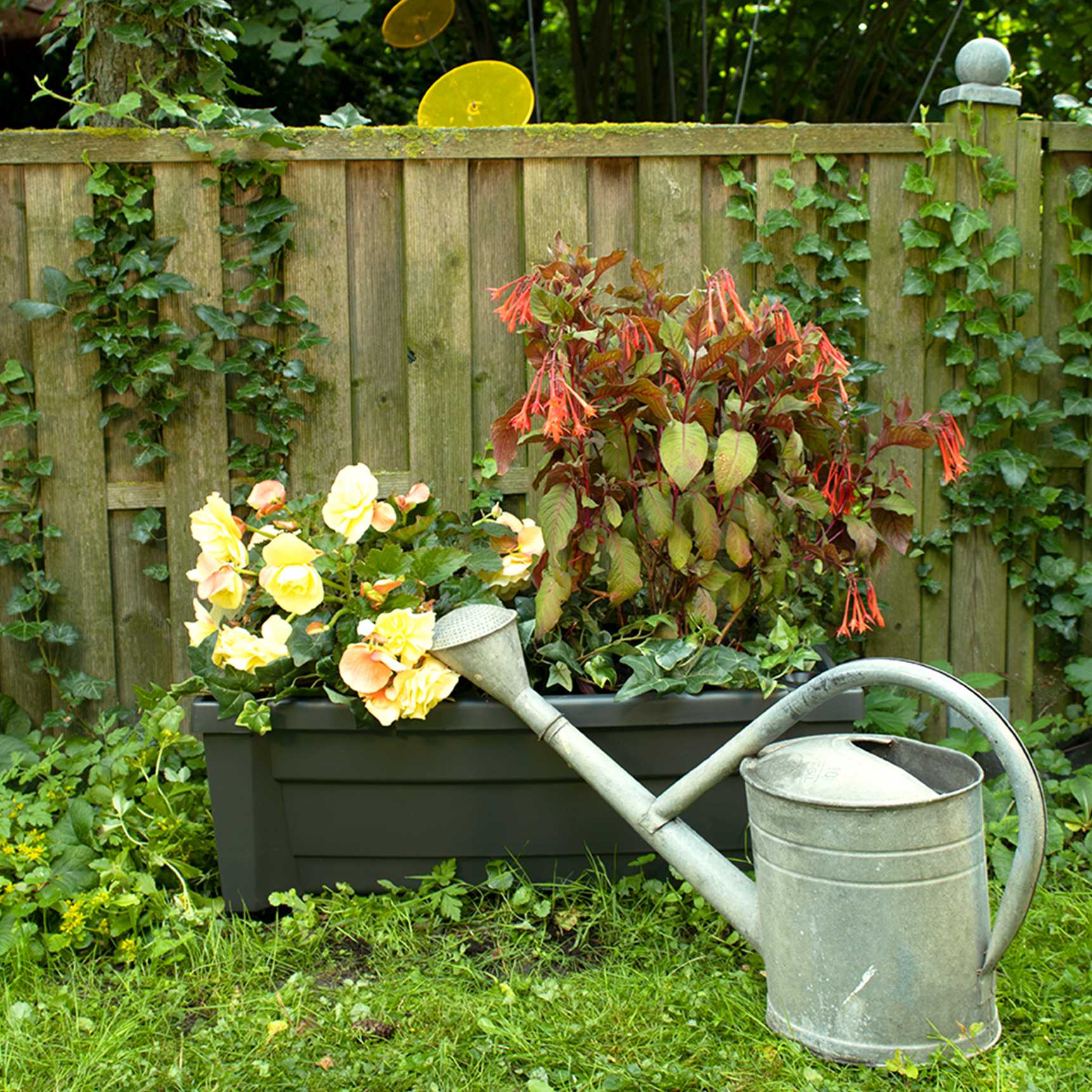 Planter box "Calypso with watering system and wheels